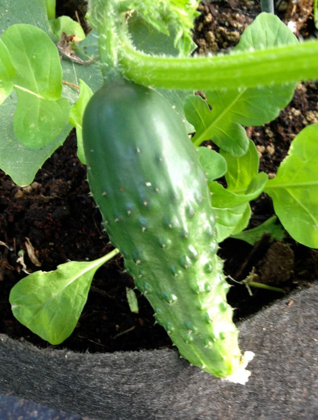 cucumber2